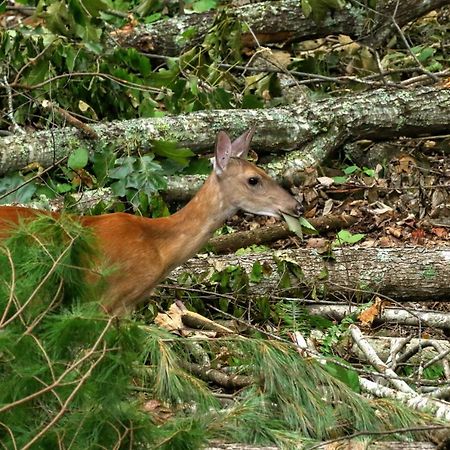 Treetops Cabin Easy To Asheville With Fast Wifi And Great View Swiss Bagian luar foto