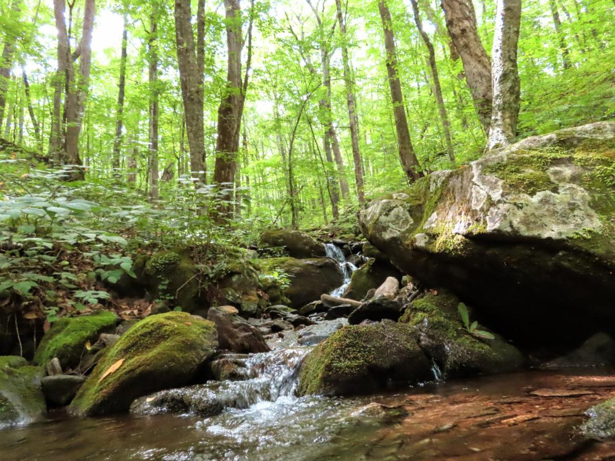 Treetops Cabin Easy To Asheville With Fast Wifi And Great View Swiss Bagian luar foto