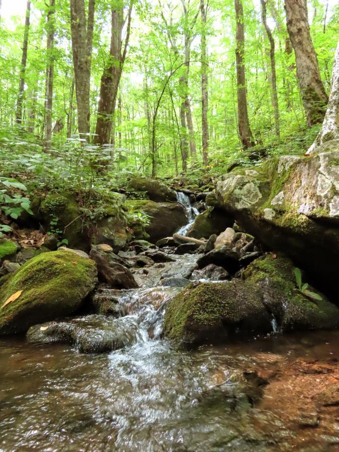 Treetops Cabin Easy To Asheville With Fast Wifi And Great View Swiss Bagian luar foto