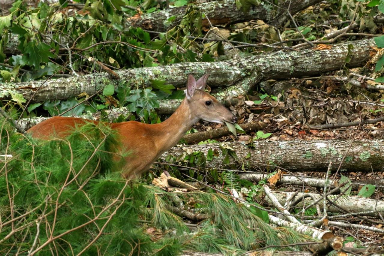 Treetops Cabin Easy To Asheville With Fast Wifi And Great View Swiss Bagian luar foto